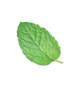 Mint leaf
