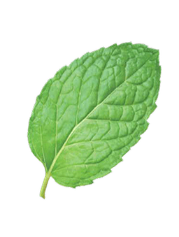 Mint leaf