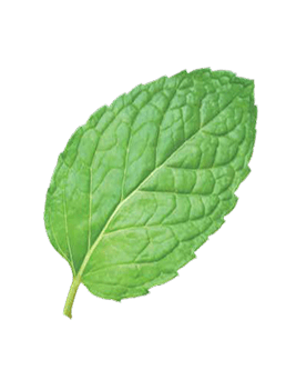Mint leaf